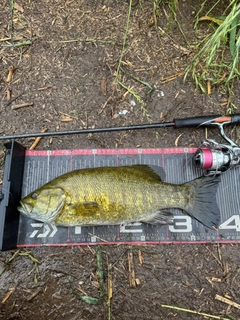 スモールマウスバスの釣果