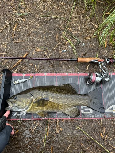 スモールマウスバスの釣果