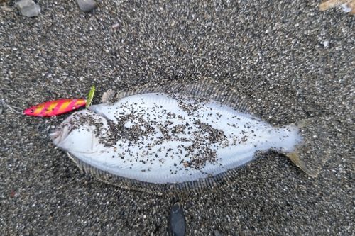 ヒラメの釣果