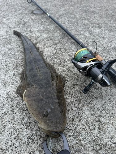 マゴチの釣果