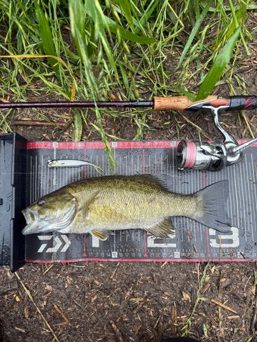 スモールマウスバスの釣果