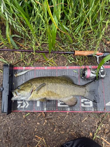 スモールマウスバスの釣果