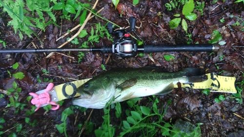 ラージマウスバスの釣果