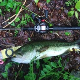 ラージマウスバス