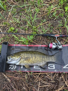 スモールマウスバスの釣果