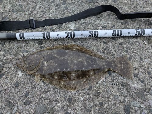 ヒラメの釣果