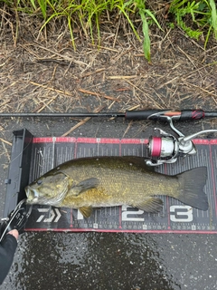 スモールマウスバスの釣果