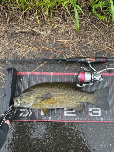 スモールマウスバスの釣果