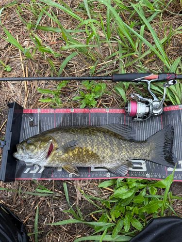 スモールマウスバスの釣果