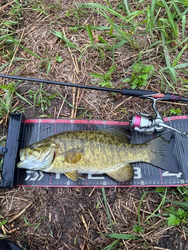スモールマウスバスの釣果