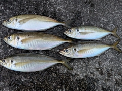 釣果