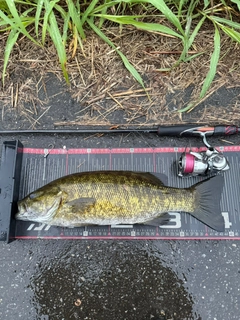 スモールマウスバスの釣果