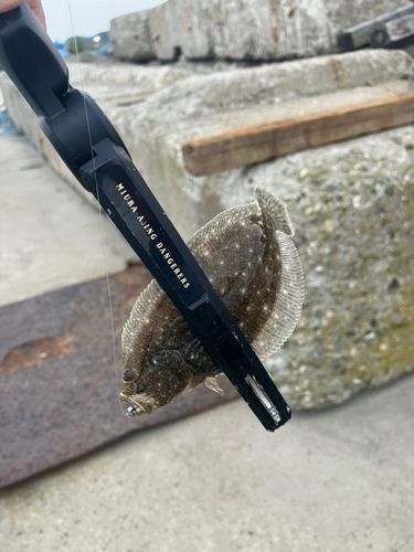 ソゲの釣果