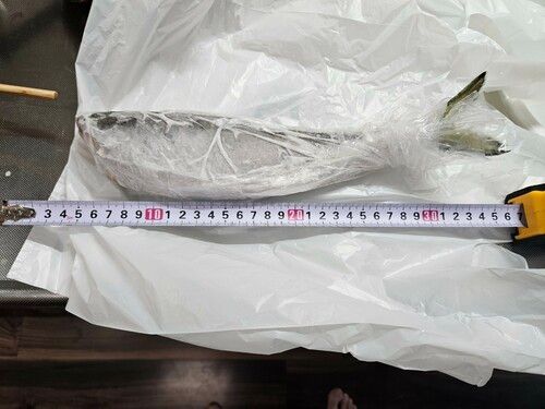 サバの釣果