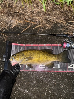 スモールマウスバスの釣果