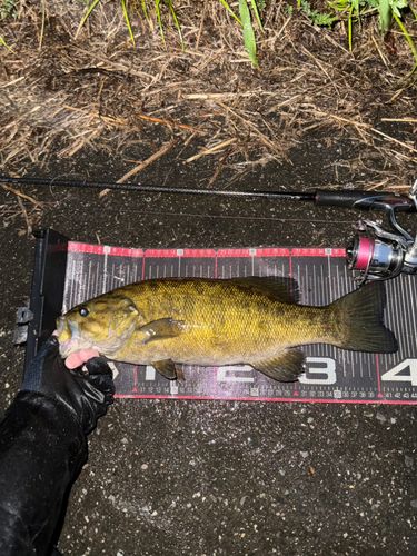 スモールマウスバスの釣果