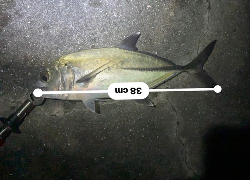 ギンガメアジの釣果