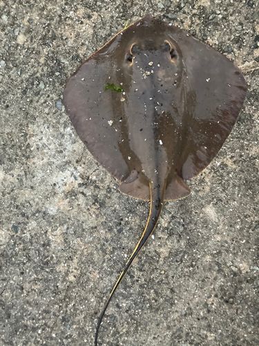 アカエイの釣果