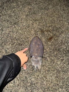 コウイカの釣果
