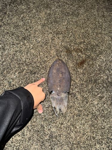 コウイカの釣果