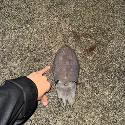 コウイカ