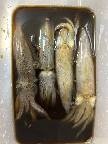 ヒイカの釣果