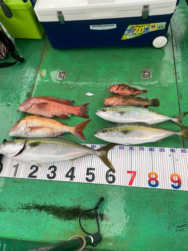 メジロの釣果