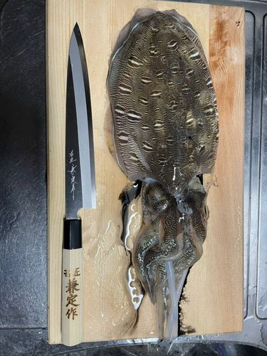 モンゴウイカの釣果