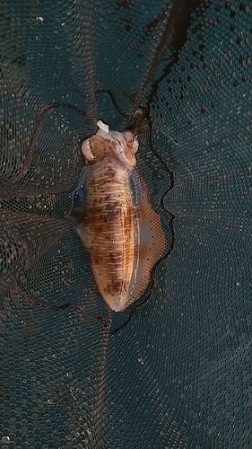 イカの釣果