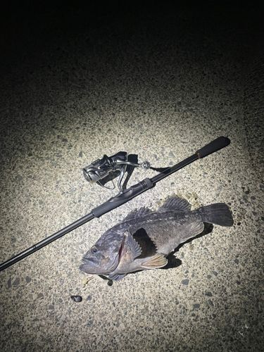 クロソイの釣果