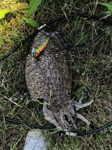 コウイカの釣果