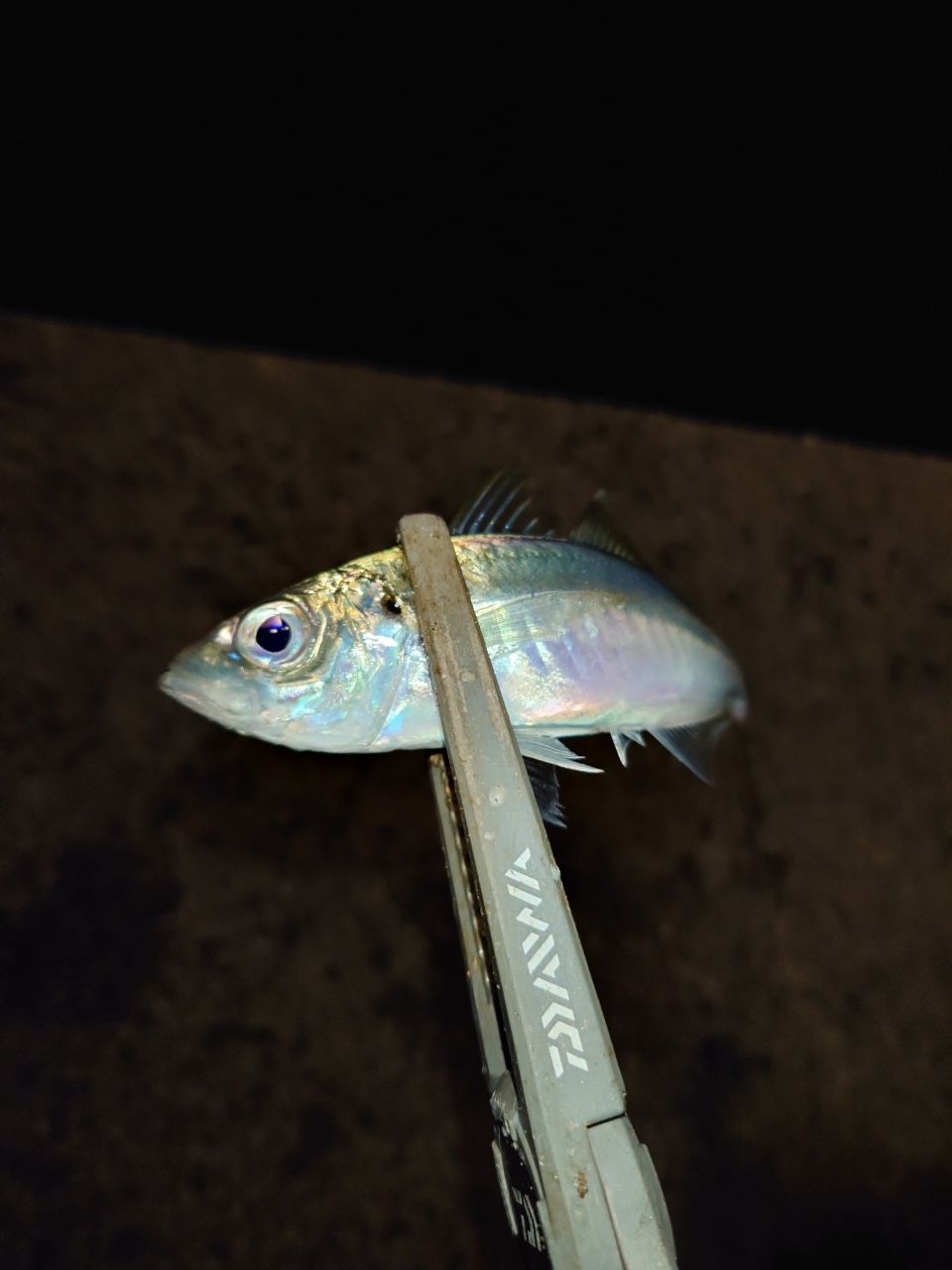 アジ