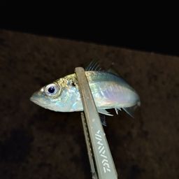 アジ