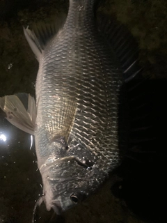 キビレの釣果