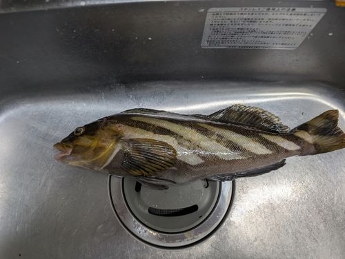 アイナメの釣果