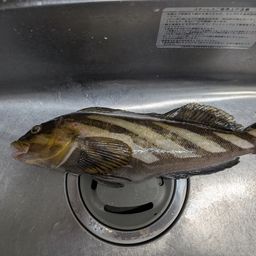 アイナメ