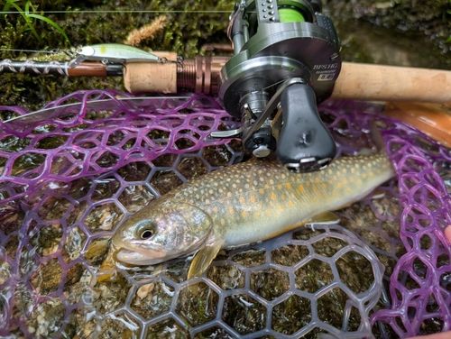 イワナの釣果