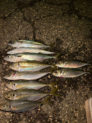 アジの釣果