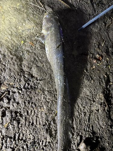 ニホンナマズの釣果