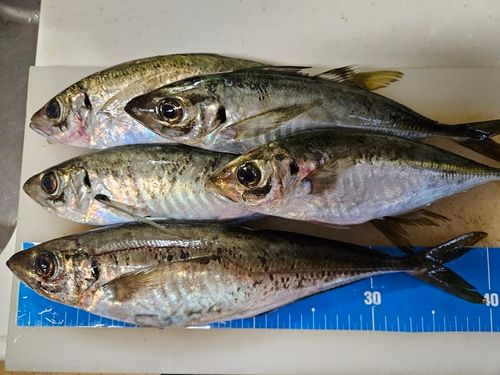 アジの釣果