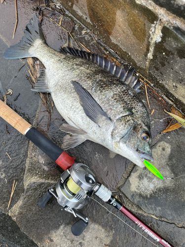 チヌの釣果