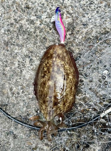 モンゴウイカの釣果