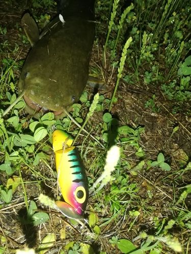 ナマズの釣果