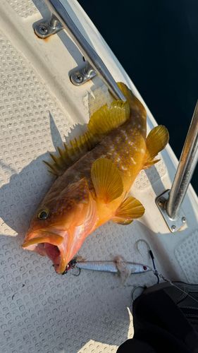 キジハタの釣果