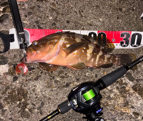 アコウの釣果