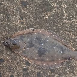 ヒラメ