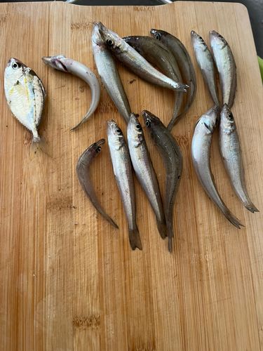 キスの釣果