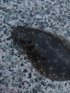 ヒラメの釣果