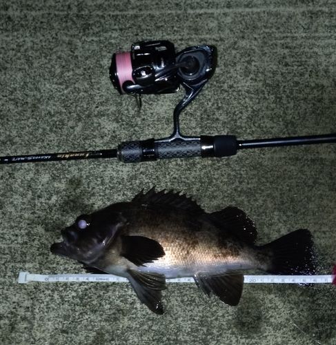 メバルの釣果
