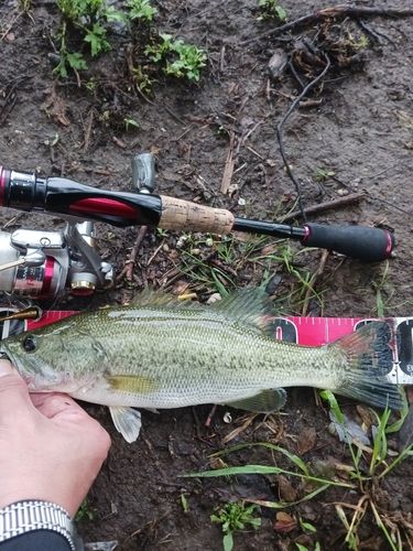 ラージマウスバスの釣果